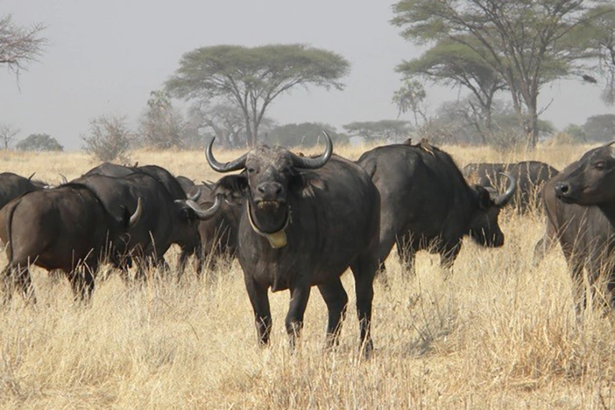 Wilderness Little Kulala