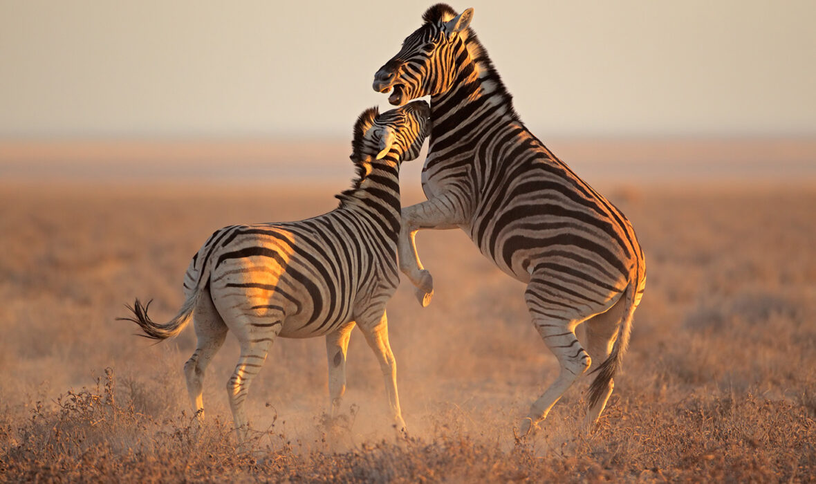 best-namibia-safaris
