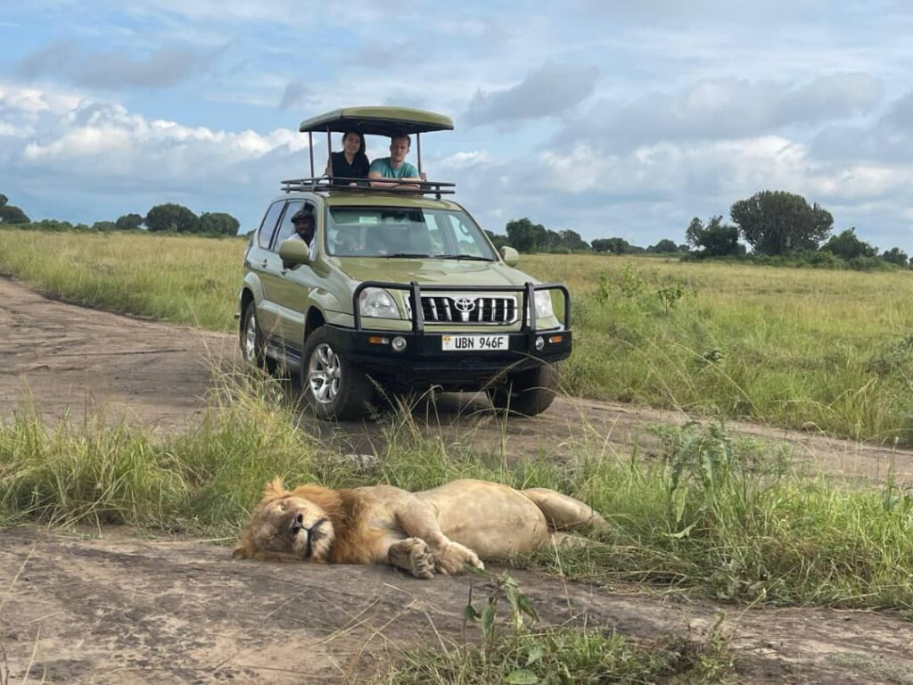 Tree Climbing Lions