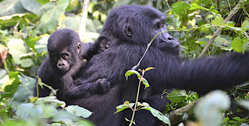 Namibia Highlights Safari