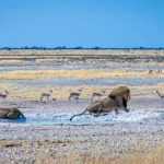 etosha-national-park-safaris