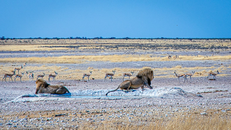 etosha-national-park-safaris